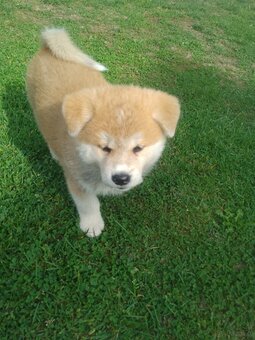 Szczeniak Akita Inu - 3