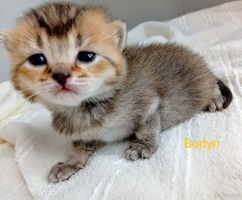 Cudowne Kocie Maleństwa Szkockie Szynszyle - 3