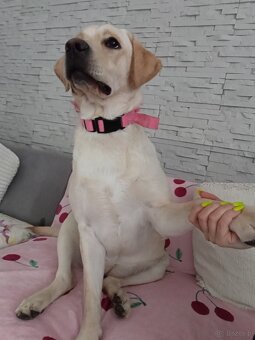 Sprzedam labradora biszkoptowego - 3