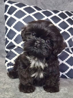 ShihTzu piesek Gotan - 3