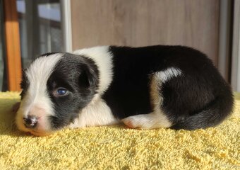 Szczeniak BORDER COLLIE z prof. Hodowli, Pies z pełną dok. - 3