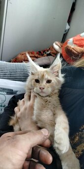 Maine Coon kocięta - 3