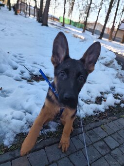 Owczarek Niemiecki krotkowlosy - 3