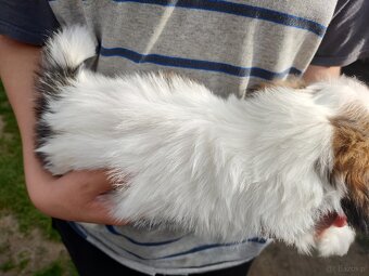 Suczkaa mieszanka pekińczyk shih-tzu - 3