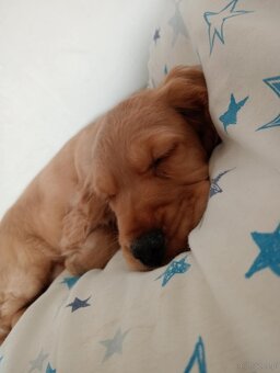 Cocker Spaniel Angielski - 3