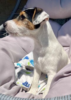 Parson Russell Terrier szczeniak z rodowodem - 3