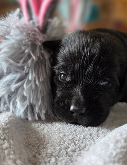 Labrador czarne ZKwP (FCI) szczenięta po Championie, suczki - 3