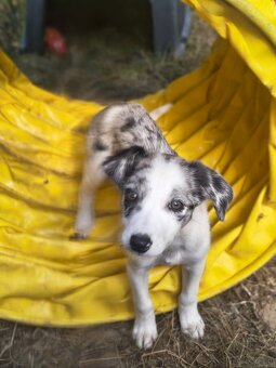 Border collie użytkowe - 3