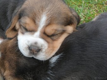 Szczenięta beagle rodowodowe ZKwP/FCi - 3
