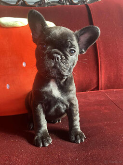 Buldog francuski - 3