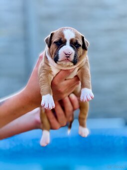 Szczenięta Amstaff - 3
