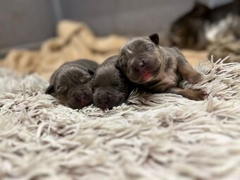 American bully XL s PP - 3