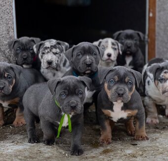 American bully XL s PP - 3