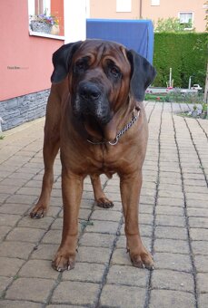 Tosa inu - szczenięta s PP - 3
