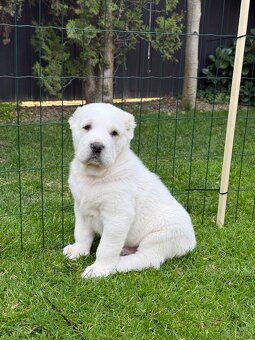 Owczarek środkowoazjatycki alabai - 3