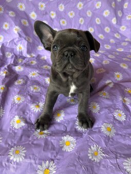 Buldog francuski blue - 3