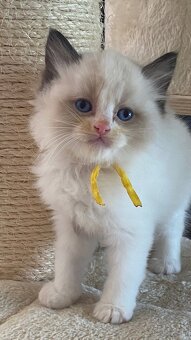 Kotki Ragdoll najspokojniejsza rasa kotów na świecie - 3