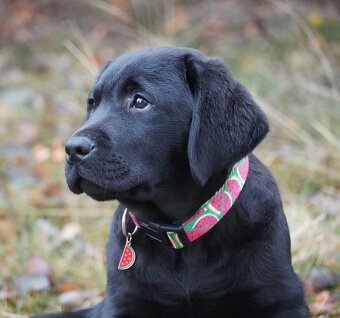 Labrador retriever,   czarny piesek ZKwP/ FCI - 3