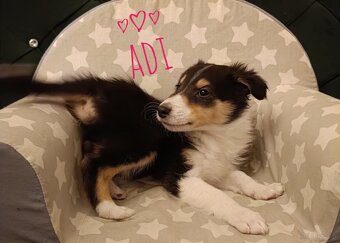 Owczarki szkockie - 3