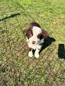 Brązowo biała Suczka - 3