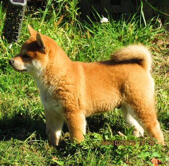 Dwoje szczeniąt Shiba Inu ur.07.08.2026r. - 3