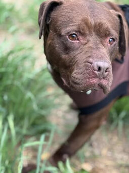 Pitbull Red Nose -dziewczynka schronisko Zgierz -aktualne - 3