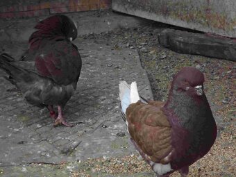 sprzedam gołębie - 3