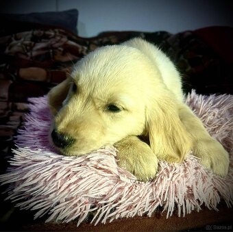 Golden Retriever - 3