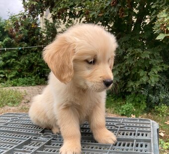 Golden Retriever - 3