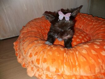 York Yorkshire Terrier Chocolate Suczka - 3