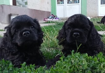 Cocker spaniel american/PP fci - 3