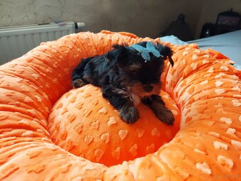 Yorkshire Terrier Black Tan - 3