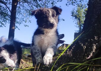 Prześliczna Suczka BORDER COLLIE - pełna dok. super rodzice - 3