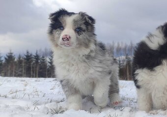 Szczenię BORDER COLLIE z Hodowli - Rasowy pies z pełną dok. - 3