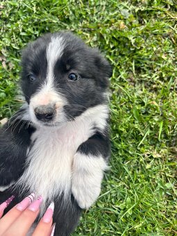 Czarno biała suczka Border collie - 3
