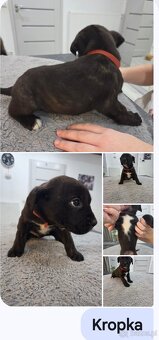 Oddam za darmo w dobre ręce - 3