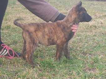 Owczarek holenderski - 3