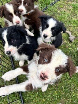 Piesek border collie czarno biały - 3