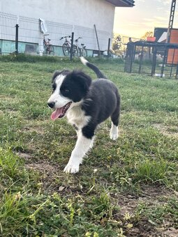 Piesek border collie czarno biały - 3