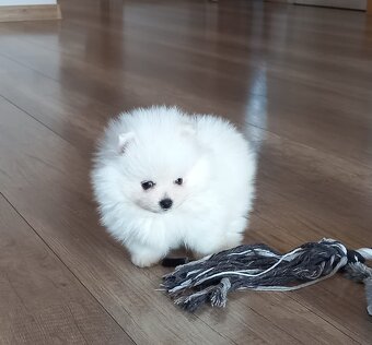 Szpic miniaturowy pomeranian - 3