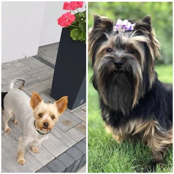Yorkshire Terrier, śliczne szczenięta - 3