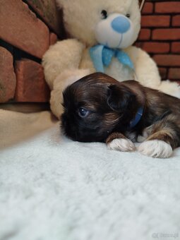 Pies rasy Shih Tzu z rodowodem - 3