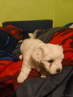 maltańczyk szczeniak - 3