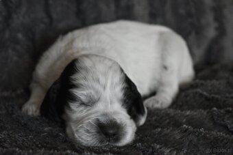 Niebieski spaniel pikardyjski FCI (wyżeł,płochacz) - 3