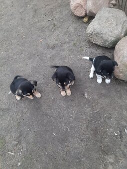 Oddam szczeniaczki w dobre ręce - 3