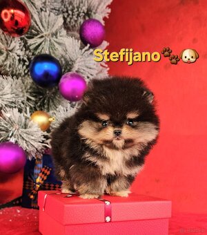 Pomeranian Boo – Szczenięta w kolorze CHOCOLATE & TAN | NOWO - 3