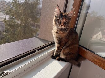 Kocięta Maine Coon  s PP - 3