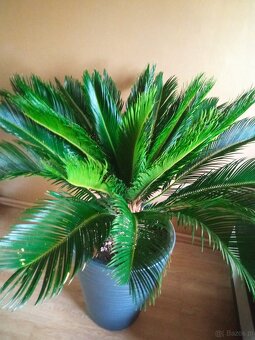 Cykas revoluta  palma wysokość liści ok 70 cm szerokość ok 1 - 3