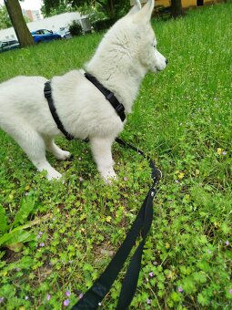 Siberian Husky ZKwP FCI suczka - 3