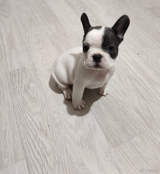 Buldog Francuski - 3